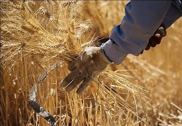 خبر مهم برای گندمکاران/ قیمت واقعی خرید گندم اعلام شد